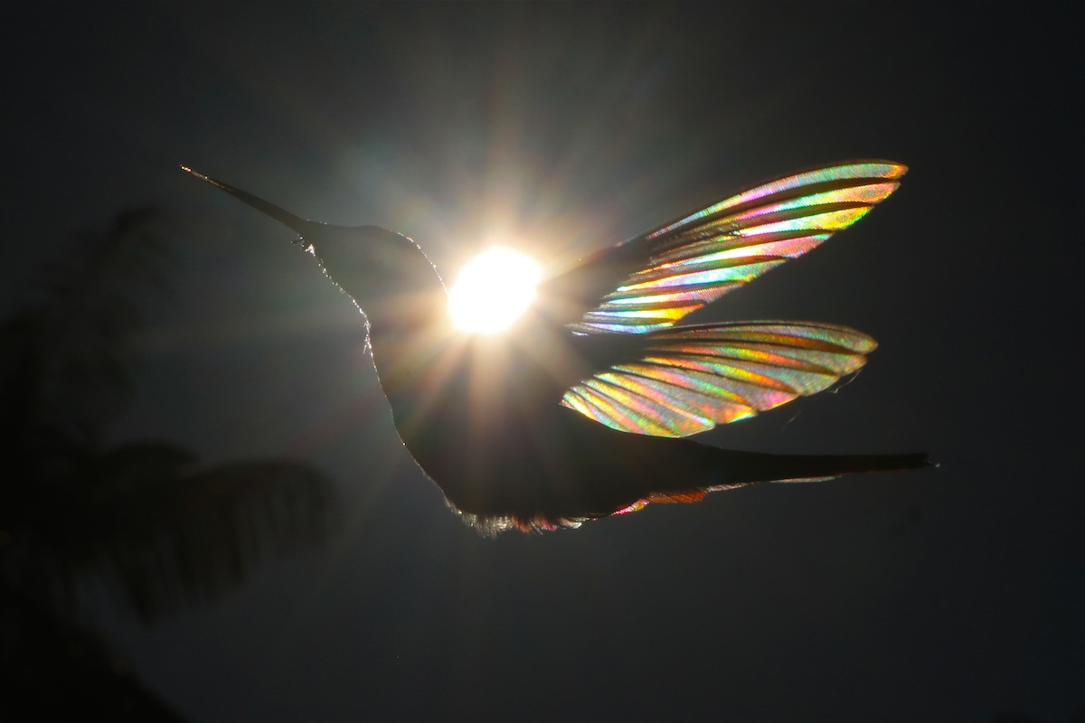 Photographer Captures Incredible Images Of Hummingbirds Wings Gleaming