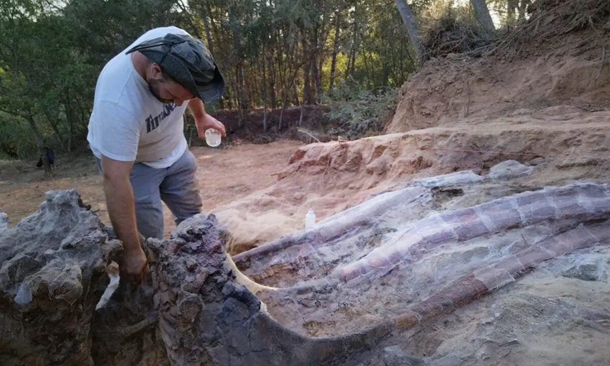 Paleontologists Unearth Fossil Of Largest Dinosaur Ever Found In Europe