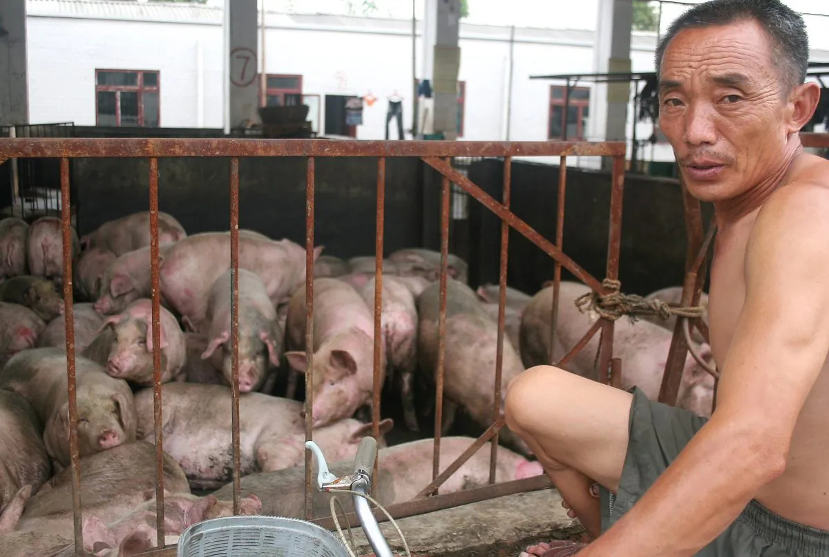 A worker inspects pigs at the Zuqiao Slaughterhouse on July 25, 2005 in Chengdu of Sichuan Province, southwest China. (China Photos/Getty Images)