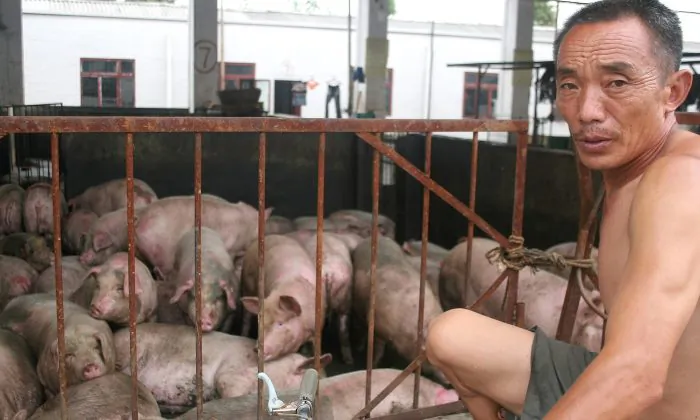 A worker inspects pigs at the Zuqiao Slaughterhouse on July 25, 2005 in Chengdu of Sichuan Province, southwest China. (China Photos/Getty Images)