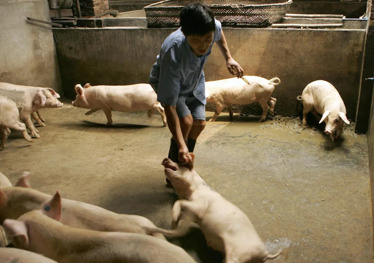  farmer prepares to give one of his pigs a flu jab on a pig farm on the outskirts of Chengdu in China's southwest Sichuan province, 01 August 2005. (Peter Parks/AFP/Getty Images)