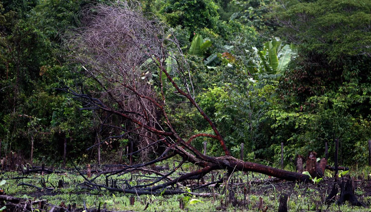 A burnt tree lies down on a road along the Amazon rainforest, in Pará State, northern Brazil, on Feb. 26, 2008. (Antonio Scorza/AFP/Getty Images)