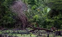 Millions of Acres in the Amazon at Risk Under New Measure