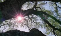 Popcorn and Inspiration: ‘The Tree of Life’: Putting Life’s Problems in Perspective