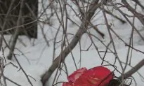 Celebrating in Winter