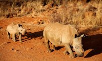 US-China Rhino Horn Smuggling Ring Broken Up