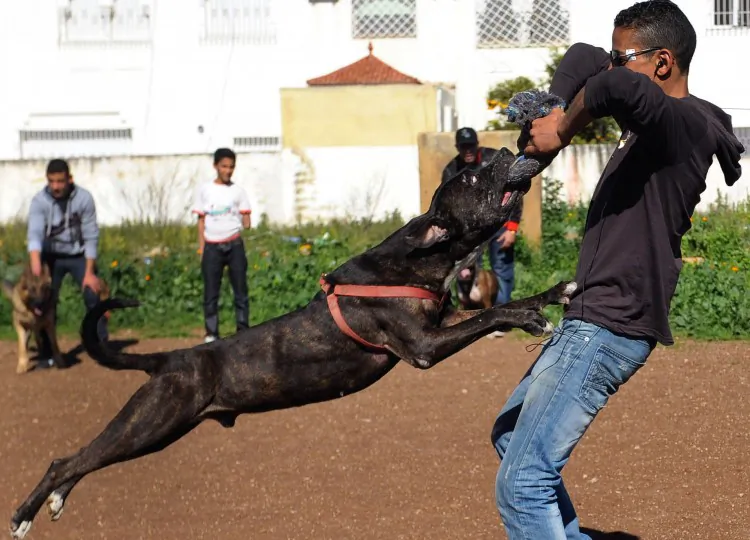 A Pit Bull terrier is seen being trained by his owners on January 30, 2012 in the Moroccan city of Fez. (Fadel Senna/AFP/Getty Images)