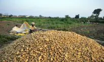 India’s Agriculture on the Brink