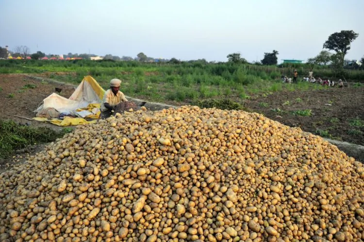 Indian farmers harvest potatoes at a field near Allahabad, India, on March 12, 2013. India is the second largest producer of agricultural goods. (Sanjay Kanojia/AFP/Getty Images)