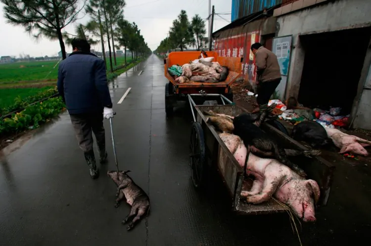 Villagers gather dead pigs in Jiaxing, Zhejiang Province, on March 13, 2013. People living downstream in Shanghai are worried that all the carcasses in their river have contaminated the drinking water, but officials keep saying the water quality is fine. (AFP/Getty Images)
