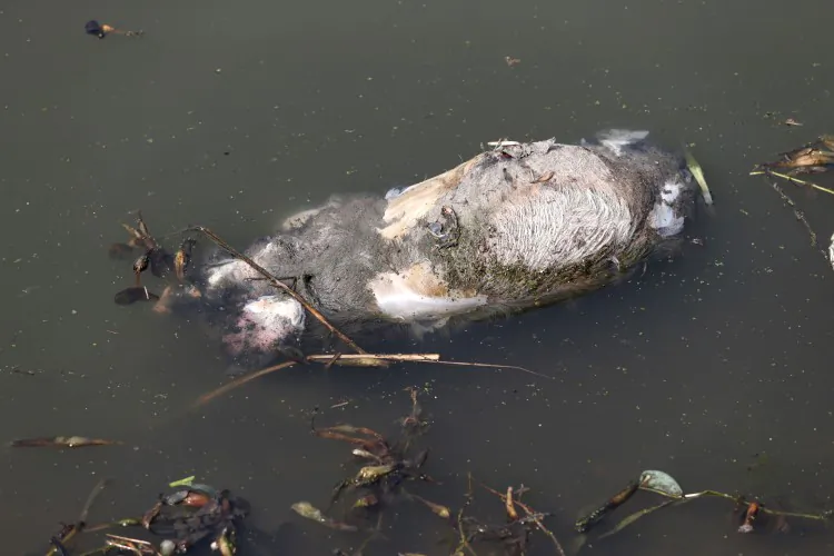 A dead pig floats in a river in a town in Jiaxing municipality, east China's Zhejiang province on March 13, 2013. (AFP/AFP/Getty Images)