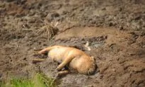 Shanghai’s Dead Pigs Built Into the System