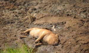 Shanghai’s Dead Pigs Built Into the System