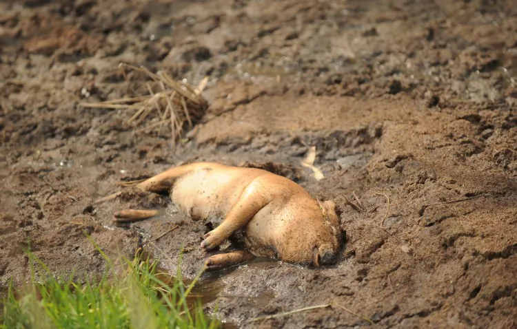This photo taken on March 14, 2013 shows a dead pig in Jiaxing in China's eastern Zhejiang province. So far approximately 16,000 dead pigs have floated down the Huangpu River from Jiaxing to Shanghai, calling attention to systemic problems with China's food production and with the Chinese regime itself. (PETER PARKS/AFP/Getty Images)
