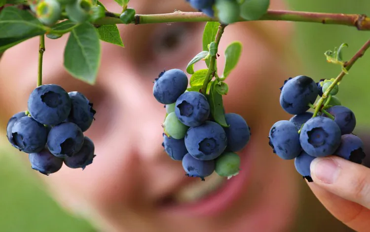 Blueberries are loaded with antioxidants that can help with brain function and your vision. (Michael Urban/AFP/Getty Images)