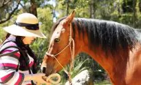 In the Company of Horses