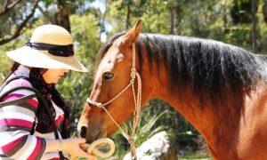 In the Company of Horses