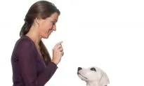 How to Train a Dog: Tips from NYC’s Top Dog Trainers, part 4/6