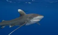 The Last Oceanic Whitetip Sharks
