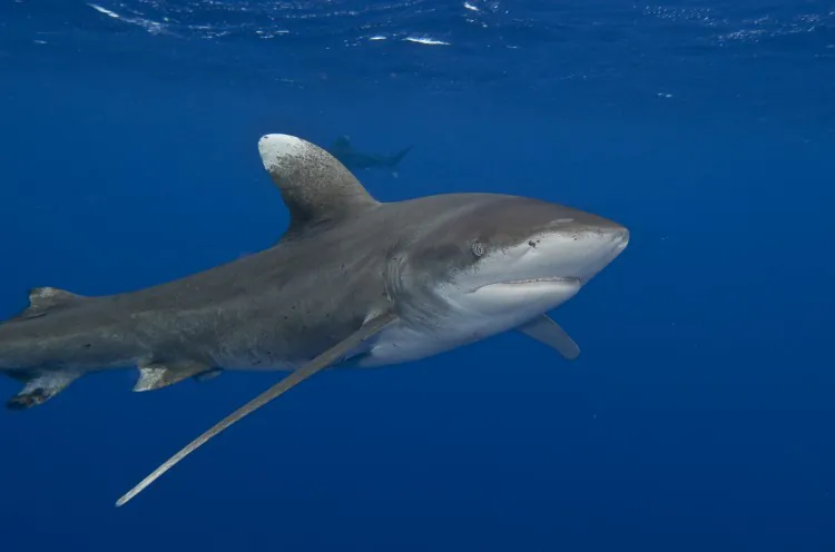 Oceanic Whitetip Shark. (Terry Goss)