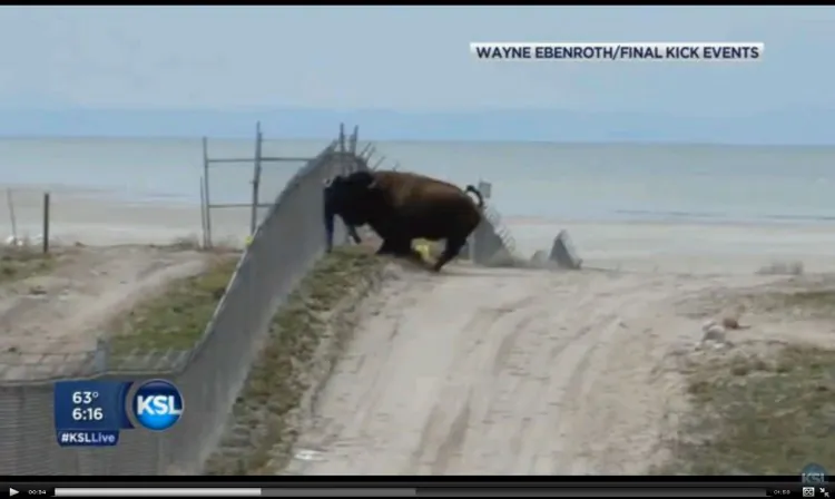 A screenshot of KSL shows the bison slamming the man. He walked away from the attack. (Screenshot via The Epoch Times)