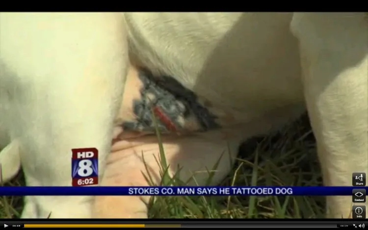 A screenshot of Fox-8 TV shows pit bull Duchess's new tattoo. (Screenshot via The Epoch Times)