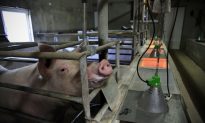 Major Pork Producer Phasing Out Pig Gestation Crates