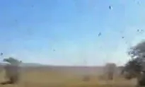 Plague of Locusts in Madagascar Threatens Crops
