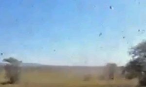 Plague of Locusts in Madagascar Threatens Crops