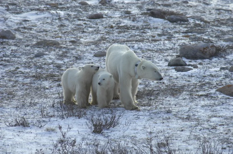 A mother polar bear wearing a tracking collar waits with her two cubs for the sea ice to re-form. (Copyright Andrew Derocher, University of Alberta)