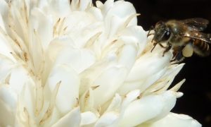 Coffee Nectar Gives Bees a Memory 'Buzz'