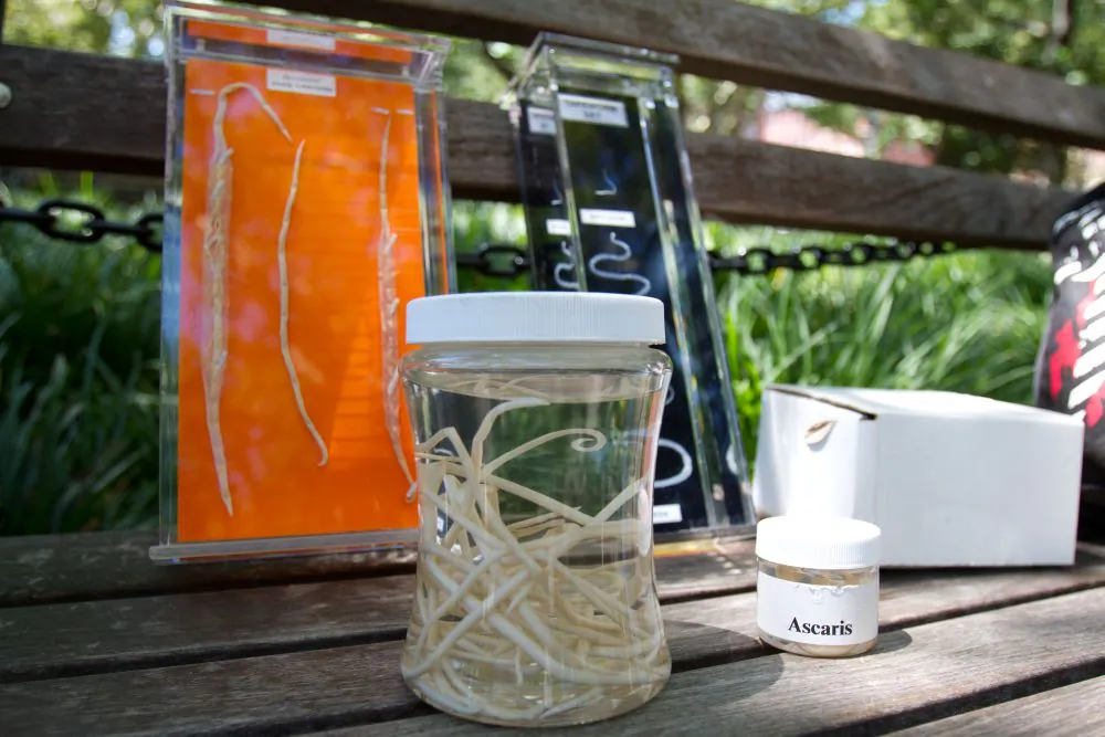 Ascaris lumbricoides and other tapeworms are stored in different size containers by Planting Peace, to raise awareness about the wide spread issue in Haiti and undeveloped countries. According to the U.S. Center for Disease Control, a quarter of the world’s population suffers from Ascaris lumbricoides
(Benjamin Chasteen/The Epoch Times)