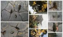 Sparrows Found Dead in Chinese City Where Bird Flu Claimed 2