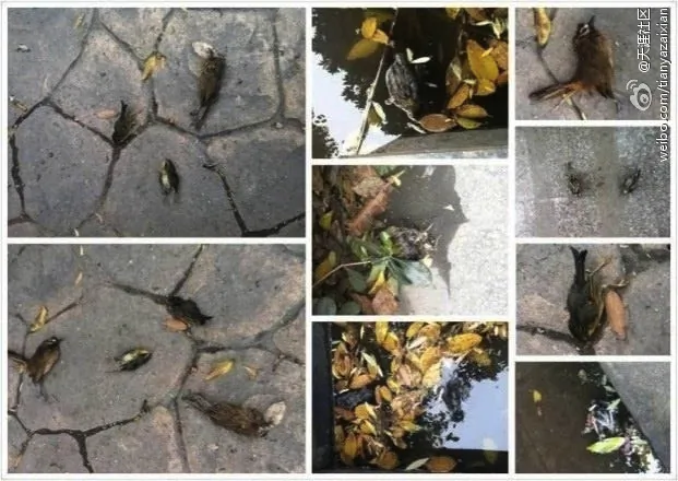Sparrows were found dead on the ground in a residential area in Nanjing. Locals feared that the deaths of the birds may be linked to the outbreak of deadly bird flu virus in China. (Weibo.com)