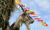 Goat Mimics Man Yelling for Help; Prompts Police Action