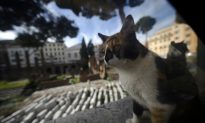 Man Sues Cat Owner Over ‘Vicious’ Attack