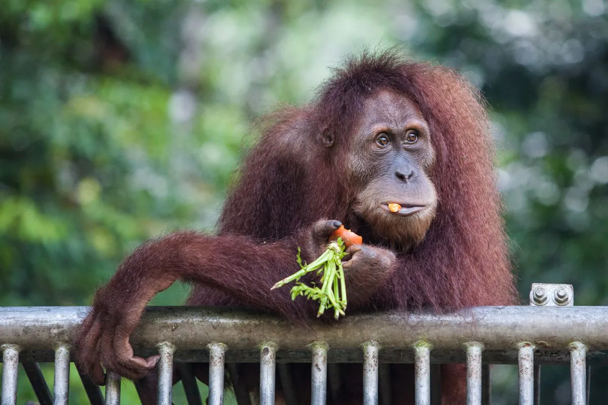 In this photograph taken on March 23, 2013 an endangered orangutan is fed at a conservation centre located in the forest in Indonesia. (CHAIDEER MAHYUDDIN/AFP/Getty Images)