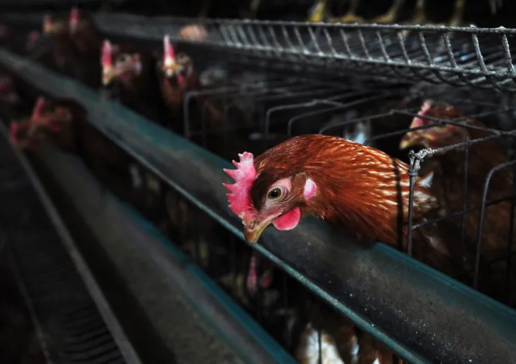 Chickens are seen in a chicken farm in Zouping, east China's Shandong province on April 1, 2013. China's commercial hub Shanghai is stepping up monitoring after a new strain of bird flu killed two people. (AFP/AFP/Getty Images)