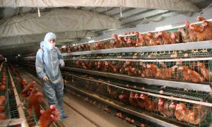 Chinese Vet Says Authorities Concealed H7N9 Poultry Epidemic