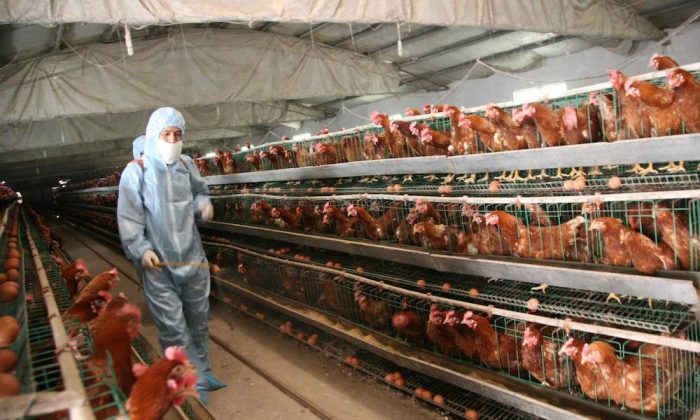 A Chinese health worker sprays disinfectant at a poultry farm in Baofeng on April 17. A senior veterinarian in China says the H7N9 bird flu virus caused outbreaks in poultry last year that were kept under wraps by the regime. (ChinaFotoPress/Getty Images)