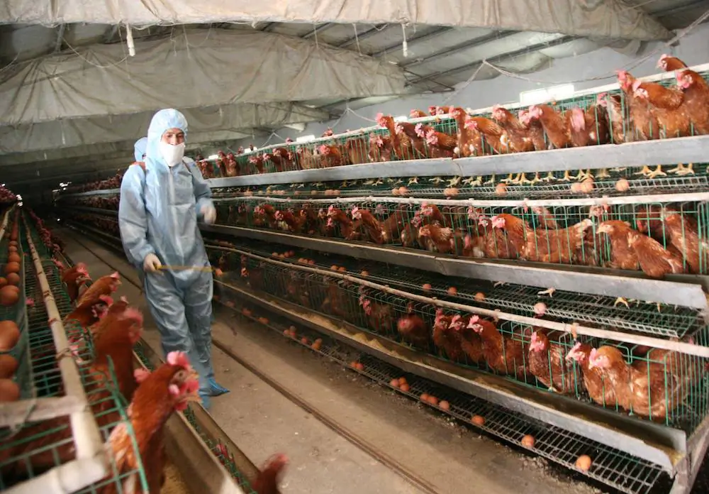 A Chinese health worker sprays disinfectant at a poultry farm in Baofeng on April 17. A senior veterinarian in China says the H7N9 bird flu virus caused outbreaks in poultry last year that were kept under wraps by the regime. (ChinaFotoPress/Getty Images)