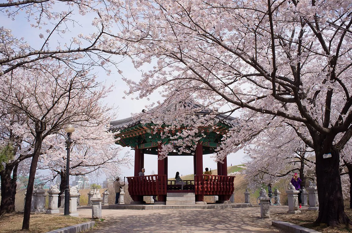 A wooden pagoda at the end of an avenue of blossoming cherry trees in Olympic Park in Seoul. April 17, 2013. (Jarrod Hall/The Epoch Times)