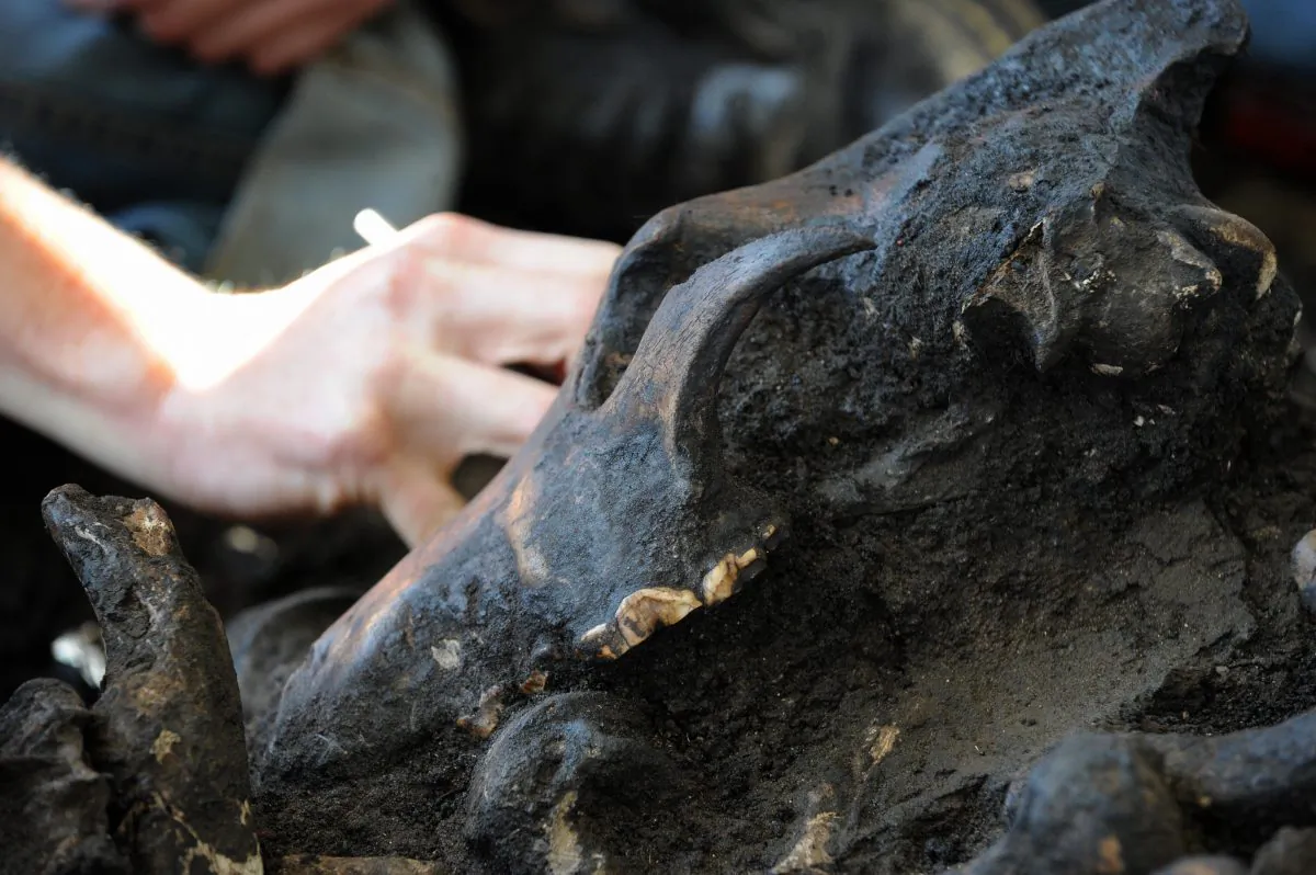 An excavator digs around a skull of an Ice Age dire wolf as she works on "Project 23," after a press conference to announce the discovery, in Los Angeles on February 18, 2009. (ROBYN BECK/AFP/Getty Images)