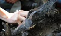 Ice Age Wolf Skull Fragment Brought to Iowa Hospital