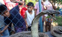 53 King Cobras in Car Discovered in Vietnam
