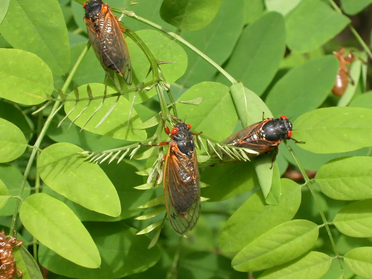 Adult cicadas dry their wings on leaves in 2004 in Reston, Virginia. This spring will bring another Cicada swarm to the northeast United States. (Richard Ellis/Getty Images)