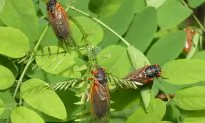 The Cicadas Are Coming!
