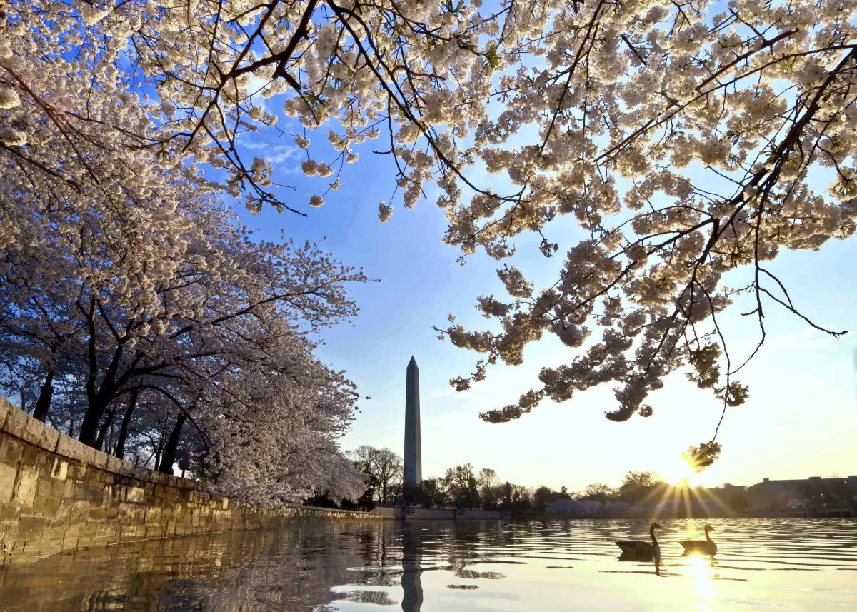 The cherry trees surrounding the Tidal Basin in Washington, D.C., are famous not only for their beauty but also their unpredictability. (Buddy Secor)