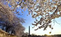 Cherry Blossoms Will Not Be Rushed