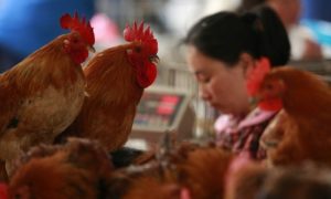 Deadly New Bird Flu Virus in China Possibly Linked to Dead Pigs